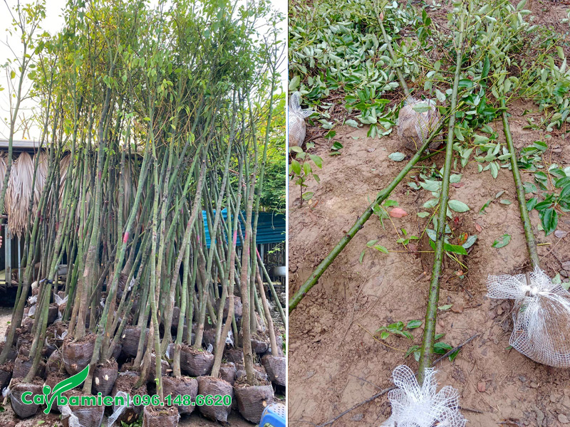Bứng cây Long Não nhỏ, đường kính gốc 3cm