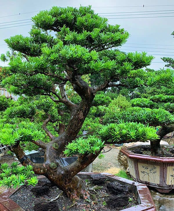 Chậu tùng bonsai dáng long siêu đẹp