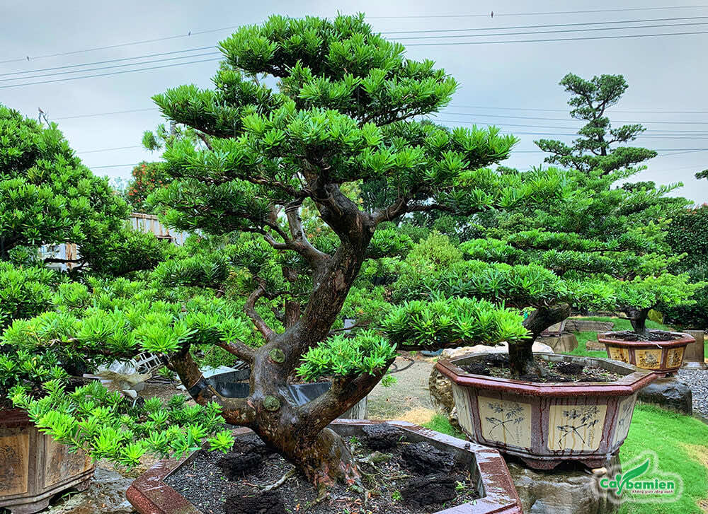 Chậu tùng bonsai dáng long siêu đẹp