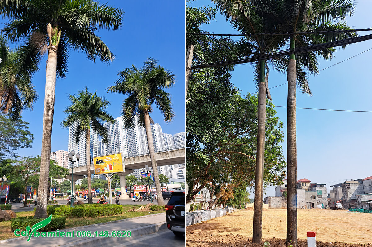 Hàng cây Cau Vua cao lớn trồng trên đường phố Hà Nội