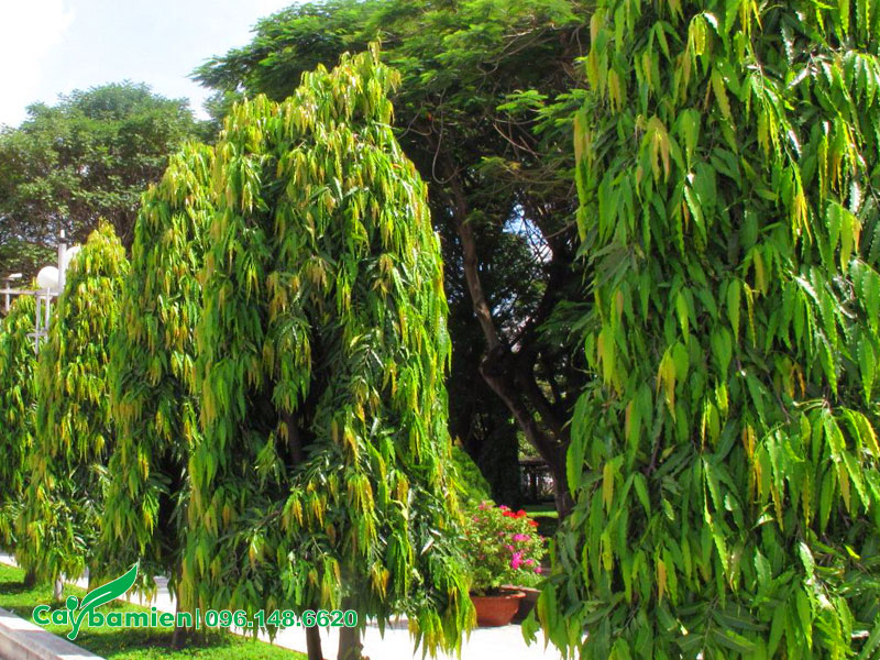 Hàng cây Hoàng Nam trồng dẫn lối đi trong khu nghĩa trang
