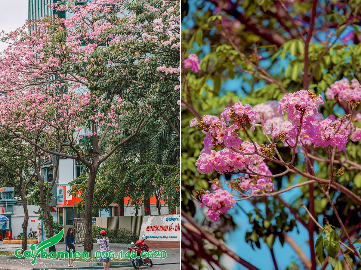 Hình ảnh cây hoa kèn hồng trồng trên đường phố Sài Gòn