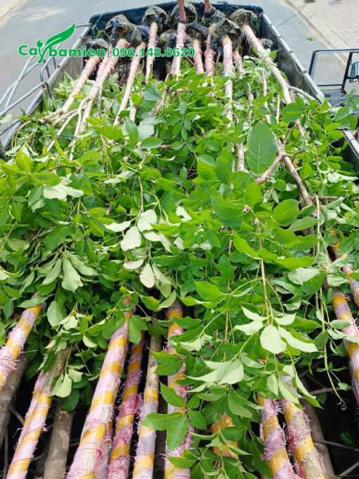 Hàng chục cây hoa kèn hồng công trình dâm ủ kỹ