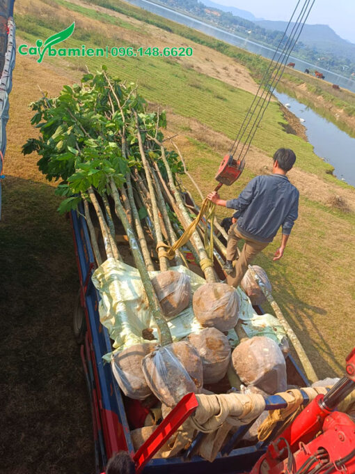 Cẩu cây đưa đến hố trồng