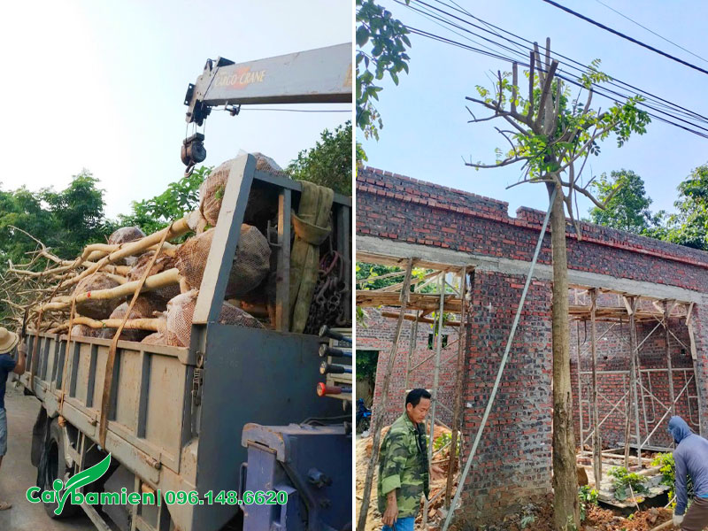 Vận chuyển và thi công trồng cây Sò Đò Cam ở Hà Nội