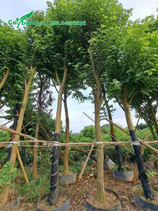 Dưỡng ủ cây ban tây bắc đường kính gốc 10cm trong bầu