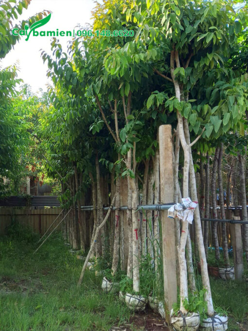 Tay cành đang ra nhiều lá mới xanh tốt, sum suê