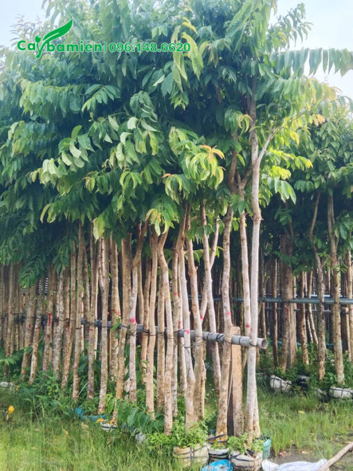 Bằng Lăng dâm ủ thẳng đẹp, cao 3 - 4m