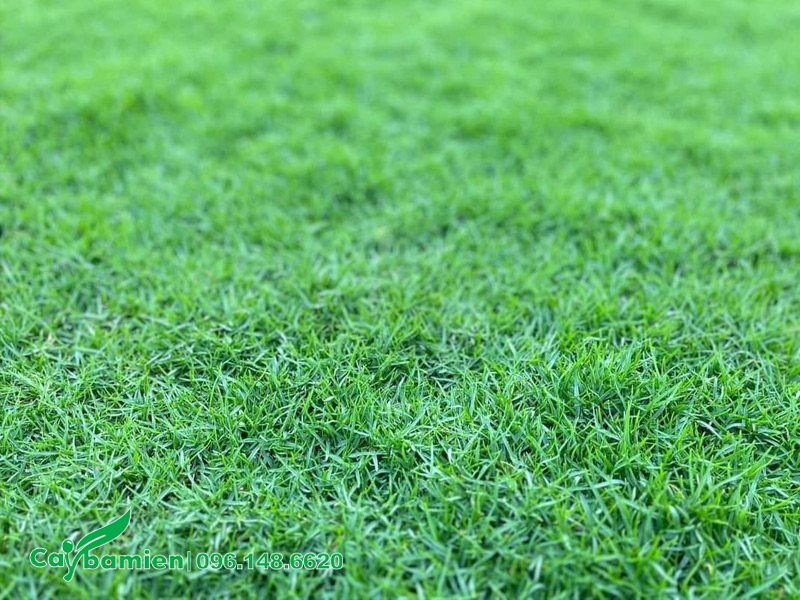 Thảm cỏ nhung nhật xanh đẹp