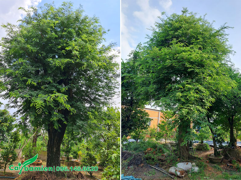 Những cây Me công trình lâu năm vanh hơn 100 được dưỡng tại nhà vườn