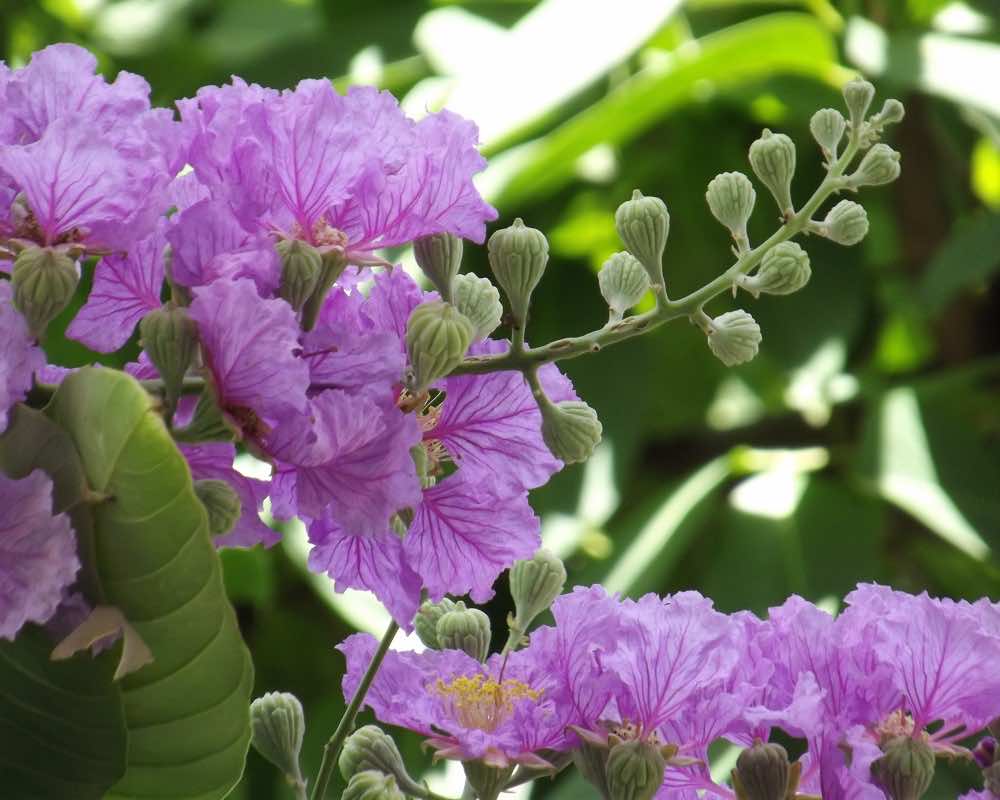 Hoa bằng lăng tím