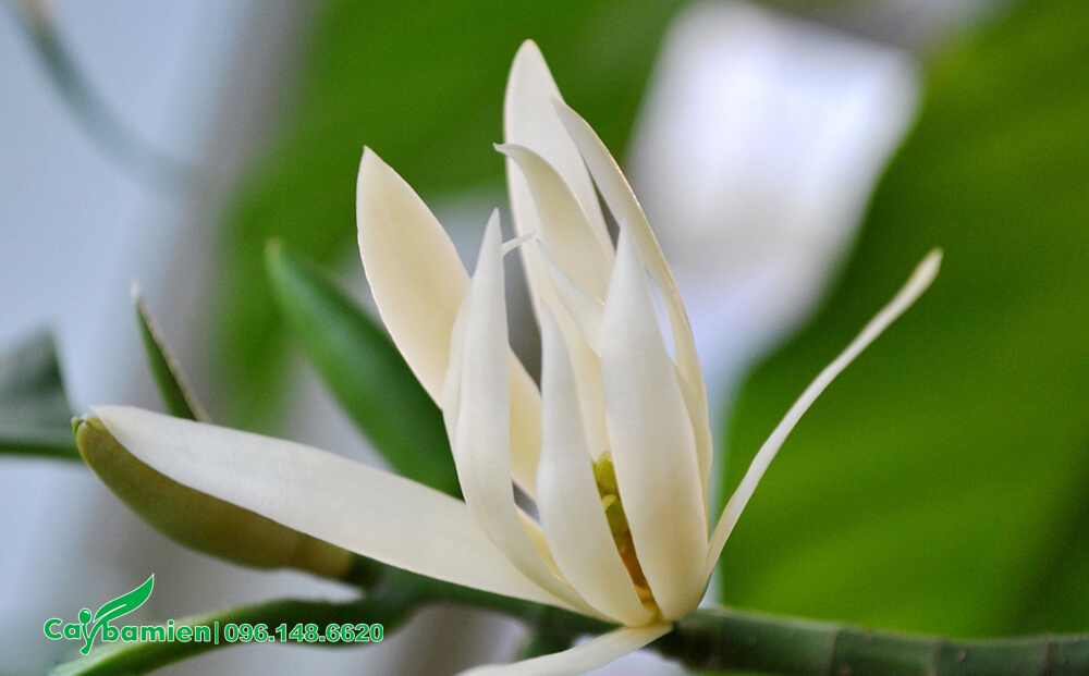 Cành hoa Ngọc Lan đẹp, màu trắng tinh tế, có nhiều cánh hình mũi mác
