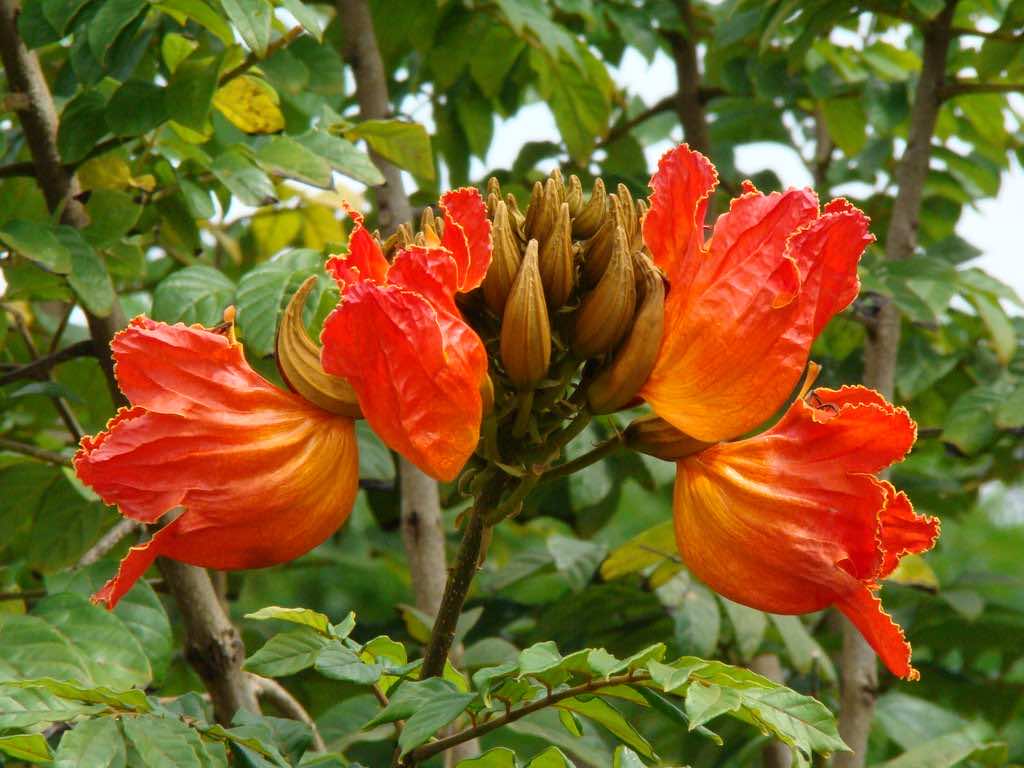 Nụ và hoa của cây Sò Đo Cam
