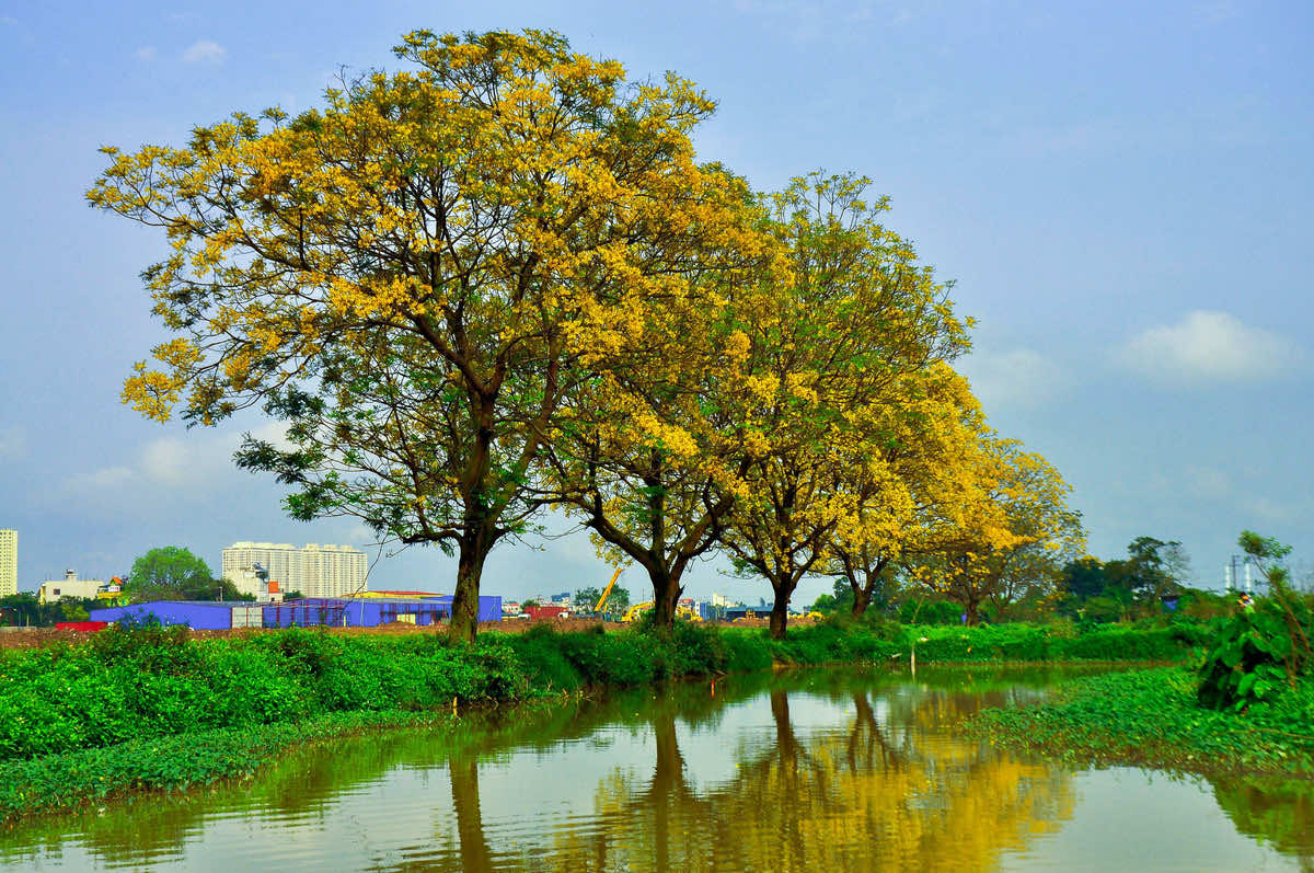 Cây điệp vàng mùa hoa nở