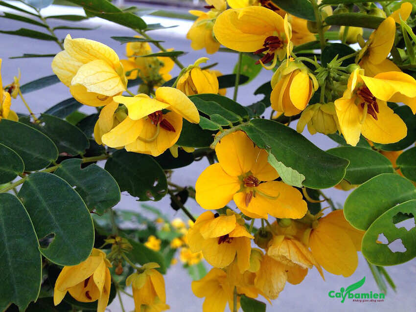 Hoa cây điệp vàng có 5 cánh mỏng mảnh nhưng vô cùng rực rỡ
