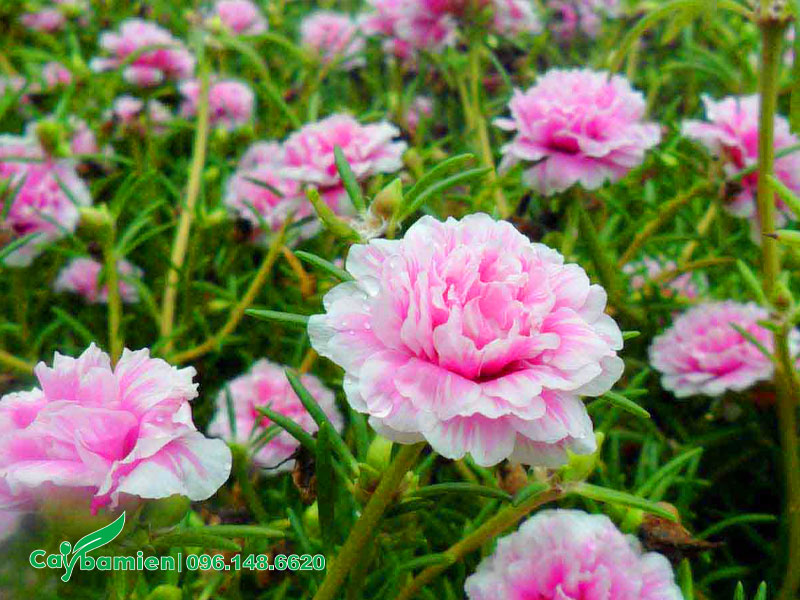 Thảm hoa Mười Giờ đẹp, màu trắng hồng xinh đẹp
