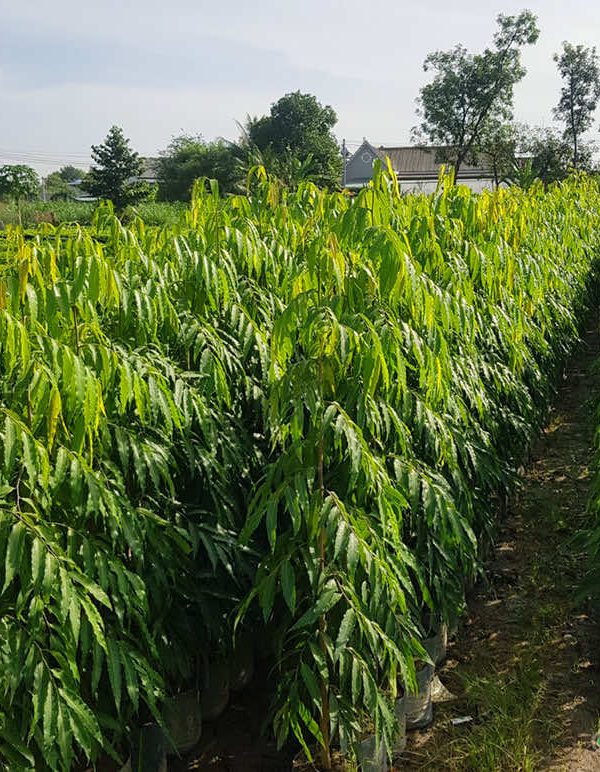 Vườn Hoàng Nam xanh tốt, chăm sóc phát triển đồng đều