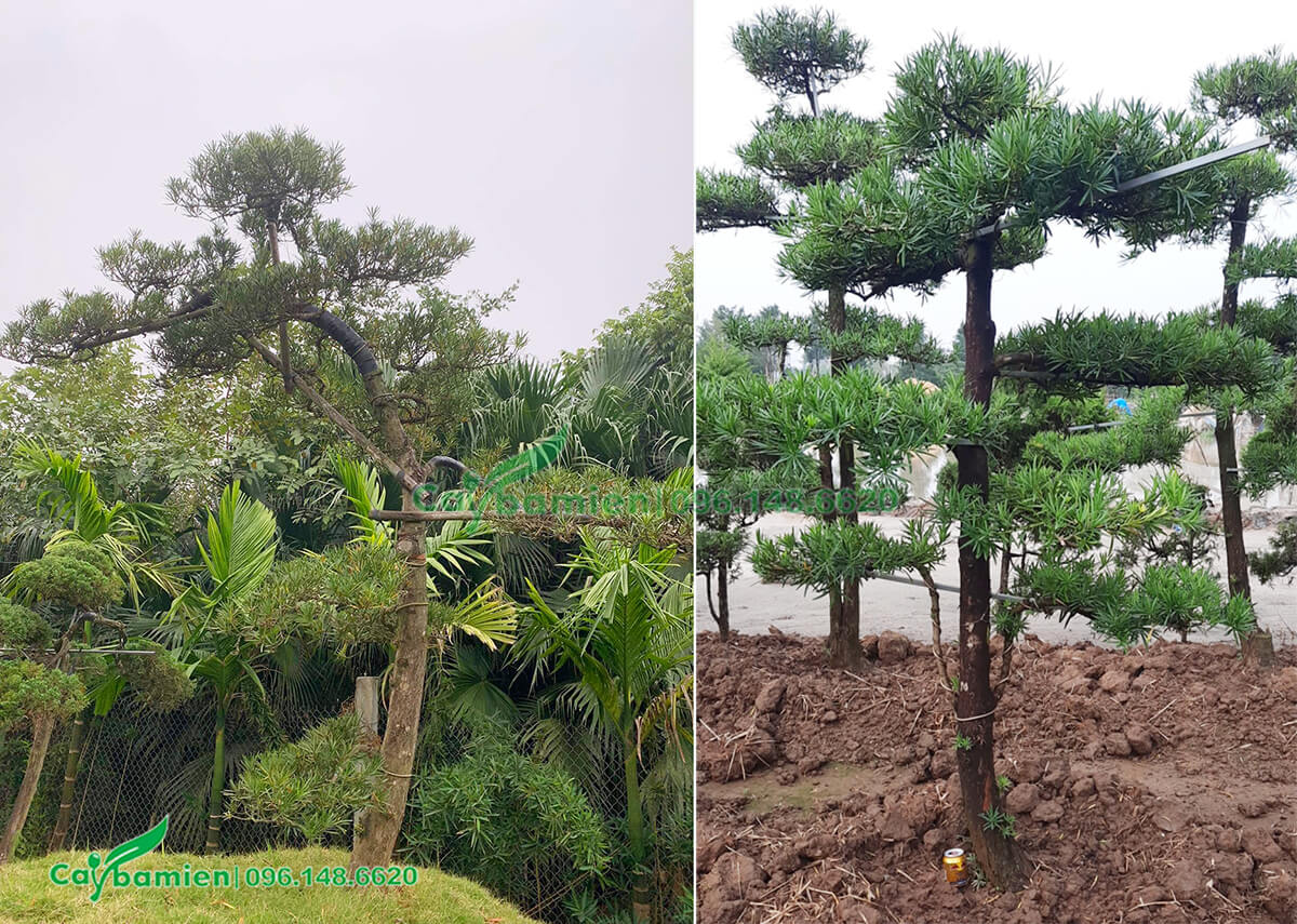 Cây La Hán Tùng trồng nhiều năm, vẫn tạo ra sẵn dáng vẻ thế đẹp