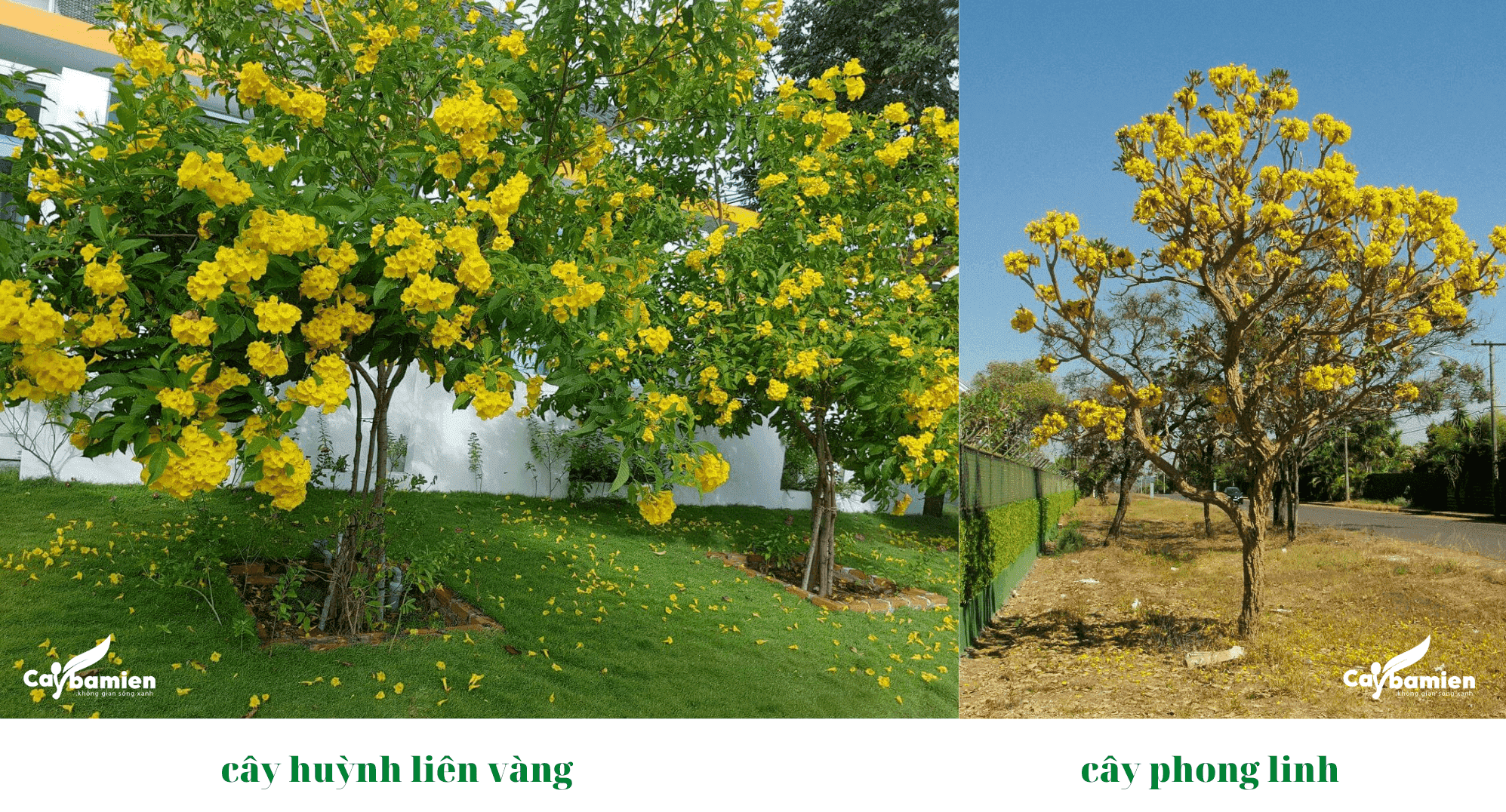 Sự khác nhau giữa cây chuông vàng (huỳnh liên vàng) và cây phong linh