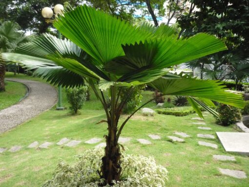Cây kè nhật trồng trong nhà