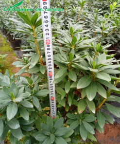 Đỗ Quyên nhỏ chiều cao 60cm