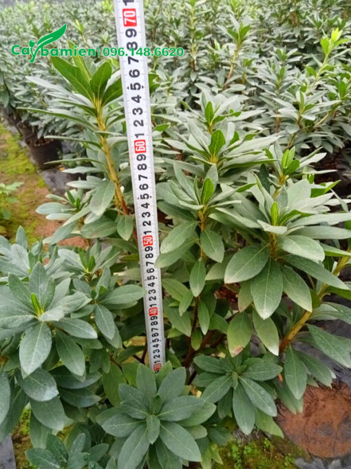 Đỗ Quyên nhỏ chiều cao 60cm