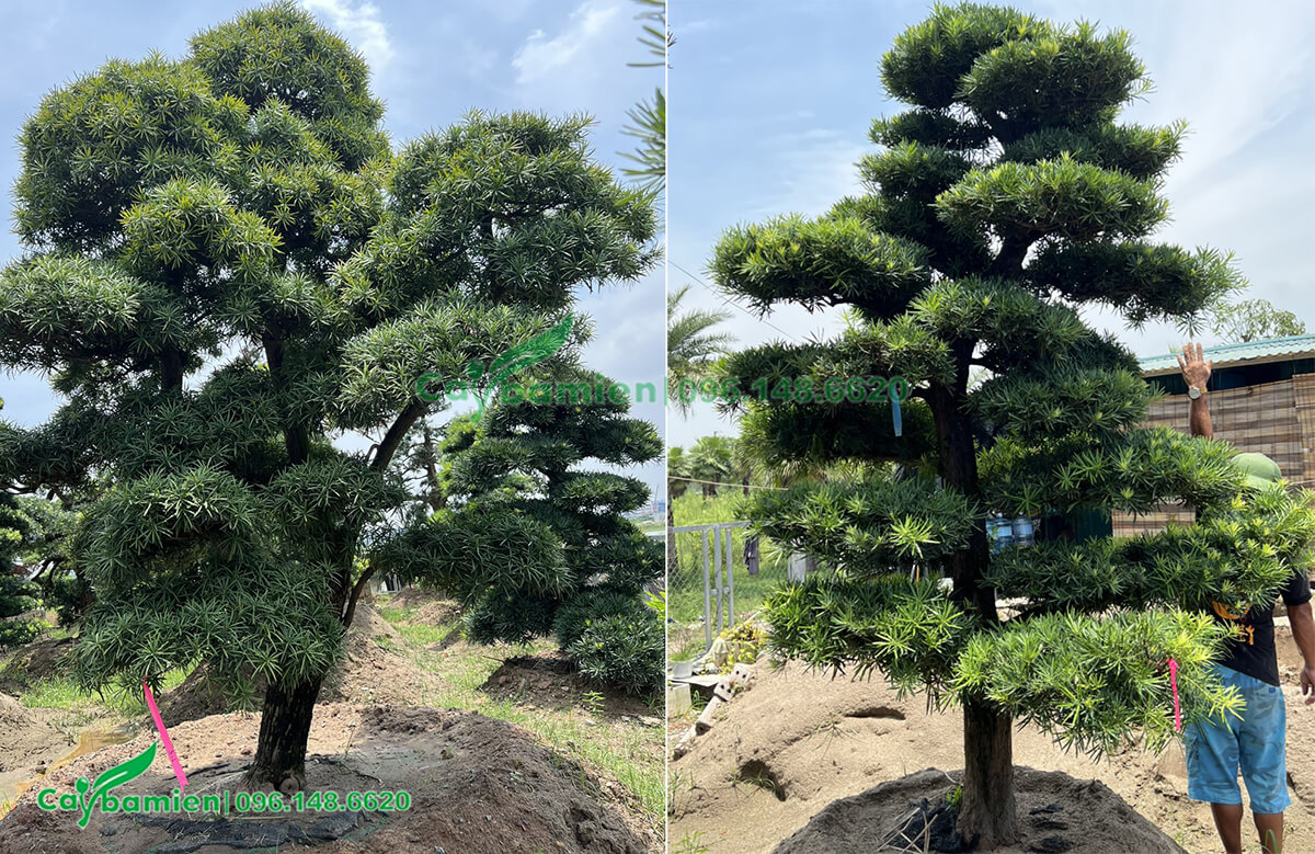 Vườn chăm sóc cây Tùng La Hán với hàng trăm ngàn gốc được giâm ủ