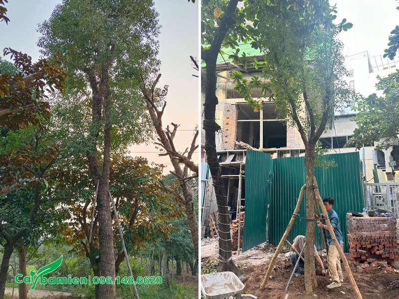 Thi công trồng và chống cọc cho cây Long Não công trình