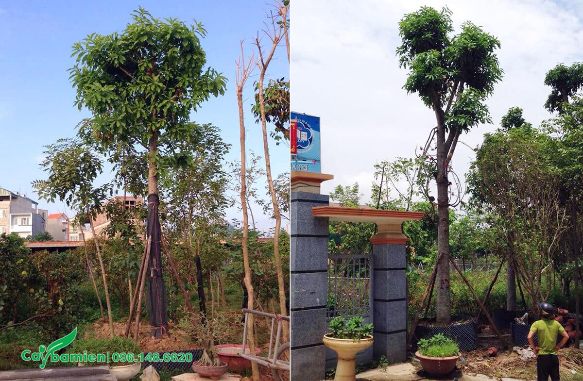 Hai cây Sala lâu năm trồng tại 2 dự án công cộng
