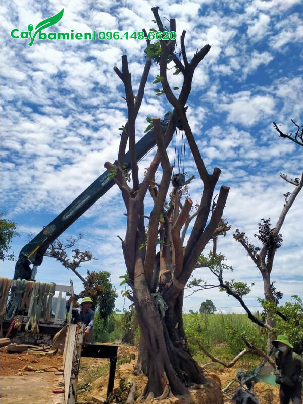 Thợ nhà vườn đang dâm ủ cây Sộp cổ thụ cao hơn 4m