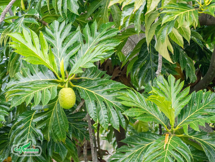 Lá cây sake có hình dánh xẻ thùy, kích thước lá lớn