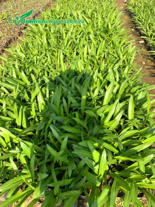 Luống cây bạch trinh biển giống chiều cao 35 - 40cm