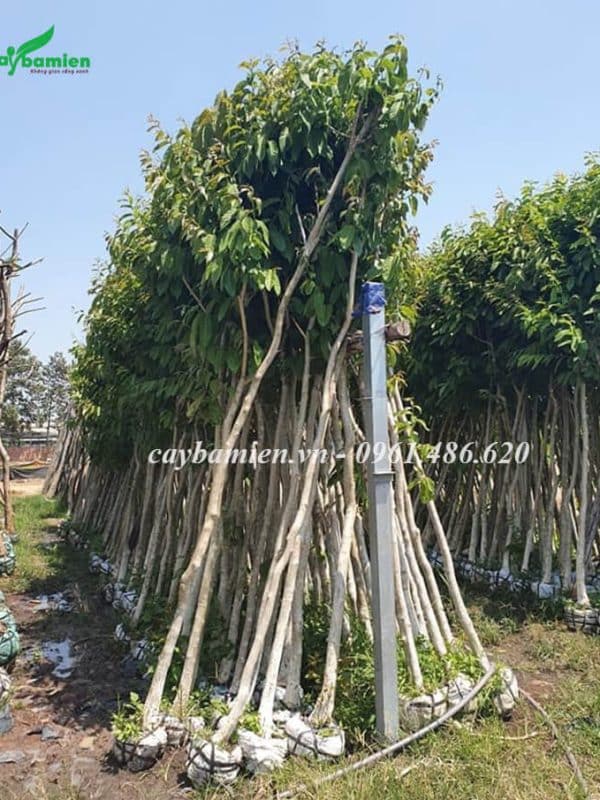 Hàng trăm cây Bằng Lăng đã được dâm ủ