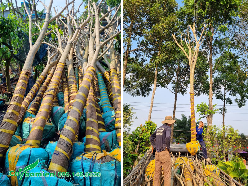 Cây Kèn Hồng vanh 60, cao khoảng 5m, đã tỉa tay cành