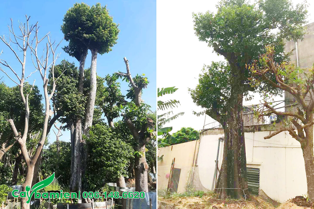 Những cây Thị cổ thụ cao vút, đường kính 40 - 50cm