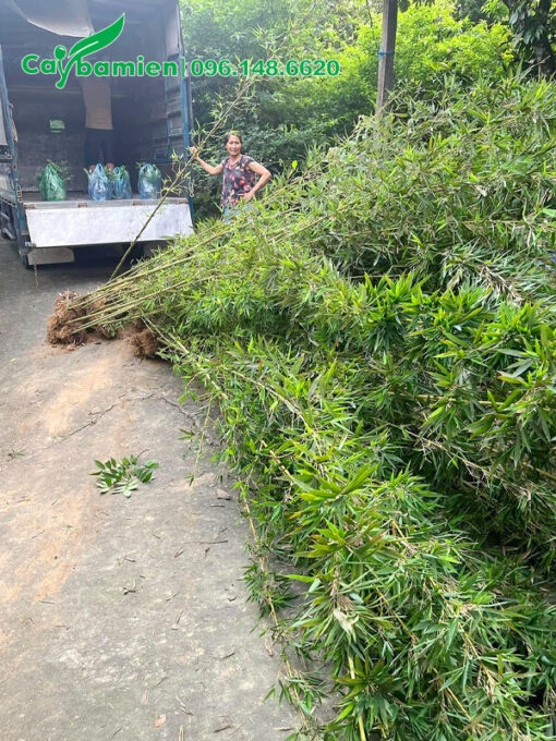 Cây lâu năm, chiều cao đạt tới 3m, lá dày và xanh tốt