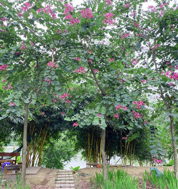 Hành cây ban hoàng hậu hoa tím cao to, đã nở hoa