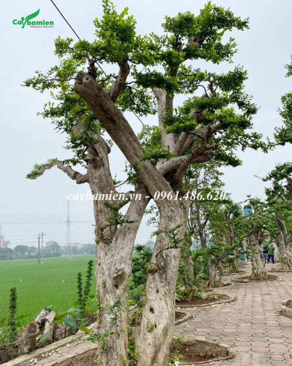 Vườn cây duối cảnh lâu năm, toàn kích thước khủng