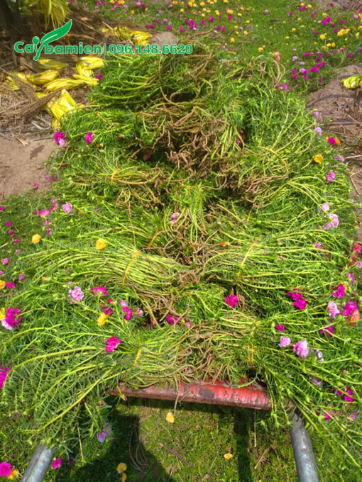 Từng bó hoa Mười Giờ dài hơn 30cm