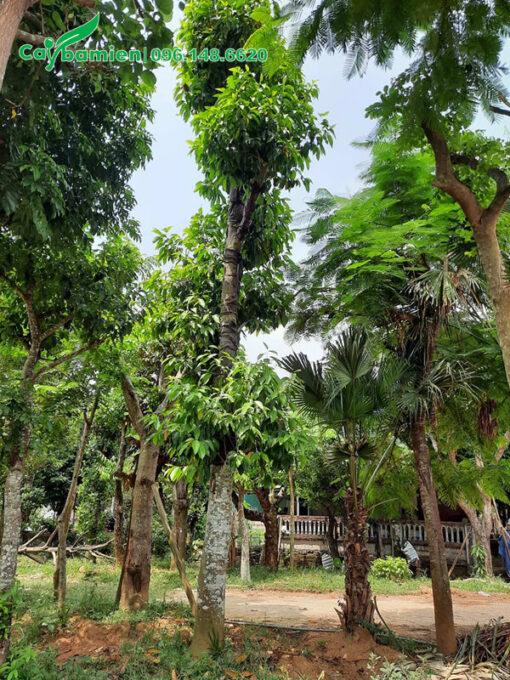 Vườn dâm ủ Ngọc Lan và nhiều loại cây bóng mát công trình