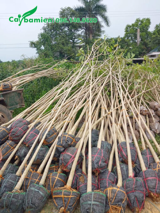 Gần 30 cây Kèn Hồng đường kịn 7cm vừa bứng bầu
