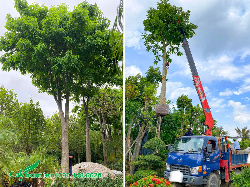 Cần cẩu đang di chuyển cây Sala công trình cao hơn 4m lên xe