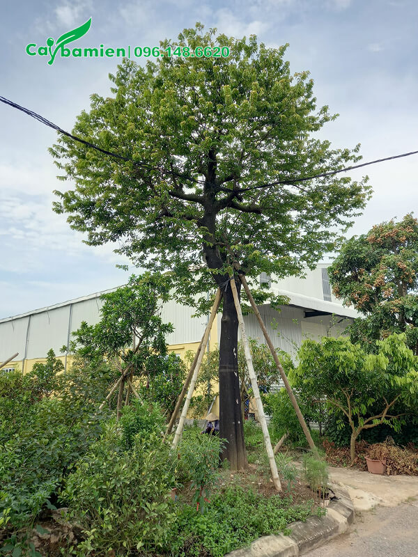Một cây Thị gần 30 năm tuổi mới dâm ủ không lâu