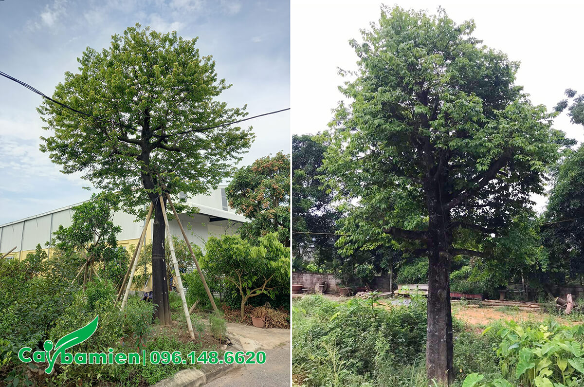 Hình ảnh thực tế cây Thị 40 năm tuổi tại nhà vườn