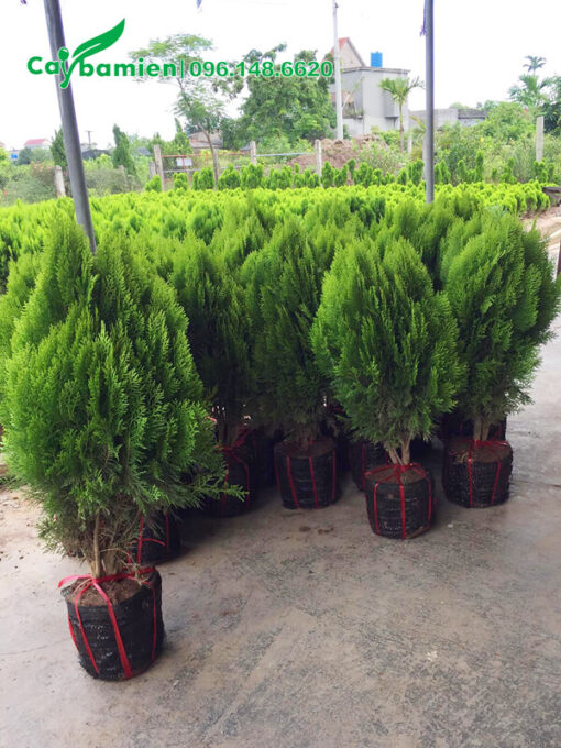 Cây giống mới bứng bầu, cao gần 1m