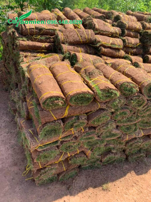 Cuộn cỏ nhung nhật được xếp gọn trước khi đưa lên xe