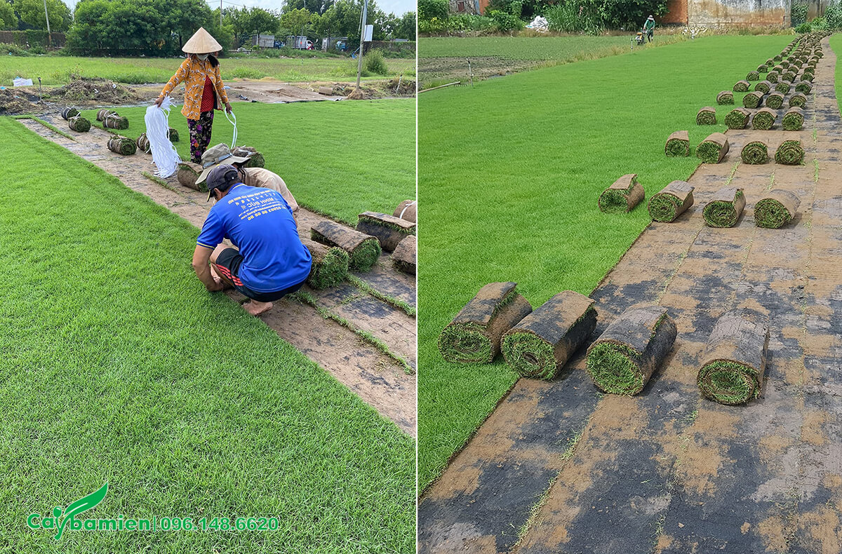 Công nhân đang thu hoạch cỏ nhung Nhật và cuộn tròn thành từng mảnh một