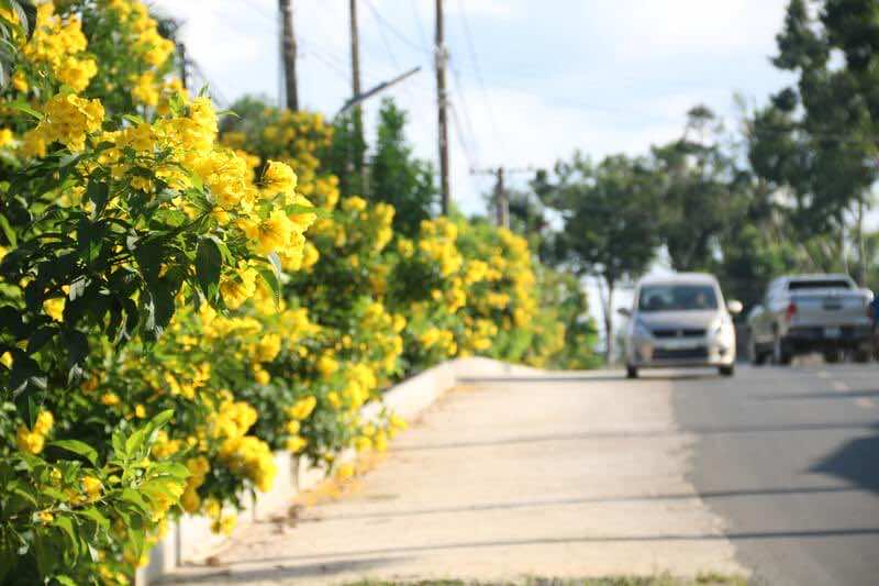 Con đường tràn ngập sắc hoa chuông vàng