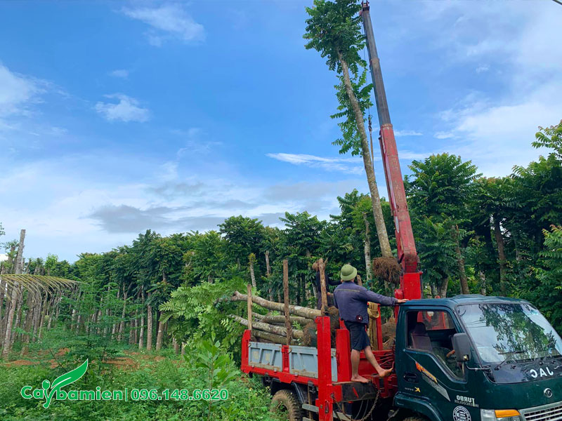 Cần cẩu đang nâng cây Lát Hoa lâu năm chiều cao hơn 5m