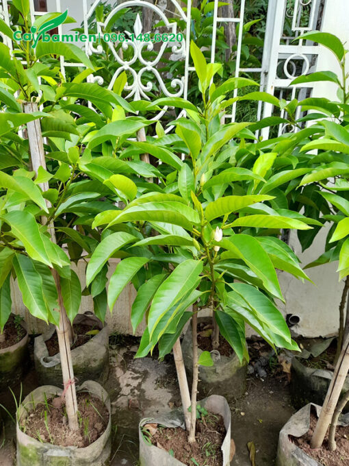 Cây giống chiết cành trồng trong bầu đường kính 20cm